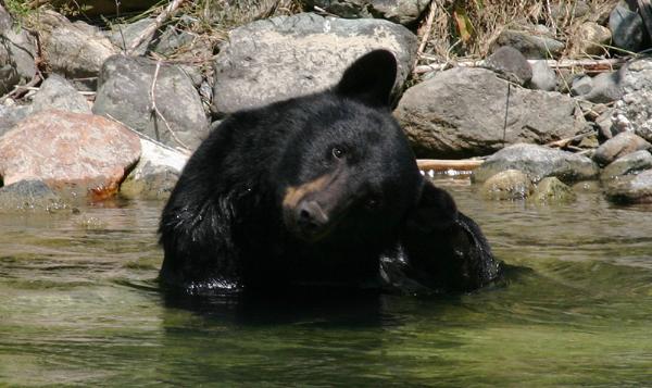 Photo of Ursus americanus by <a href="http://www.pbase.com/phototrex">Fred Lang</a>